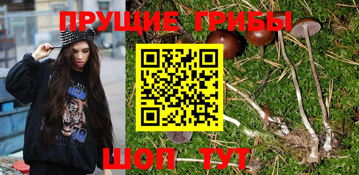 Сургут  Галлюциногенные грибы Psilocybe  Вход с VPN 